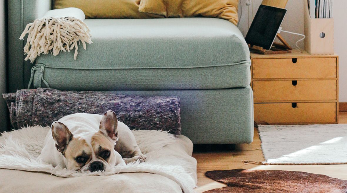 Dog resting on a dog bed in a living room